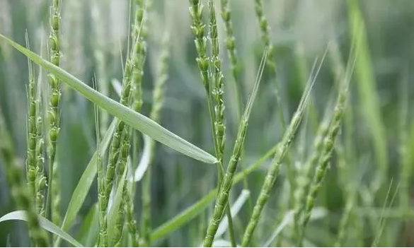 小麦田节节麦怎么防除